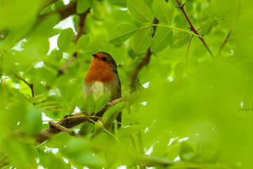 robin on a branch