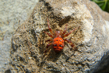 spider arachnid modenese apennines frignano regional park