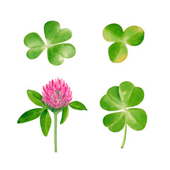 Watercolor set of clover flower and leaves.  Hand drawn illustration isolated on a white background