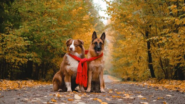 Concept of pets in nature autumn no people. Two dogs sitting on empty forest road, wrapped in red knitted scarf. Australian and German Shepherd best friends in park in fall. 4K slow motion footage.