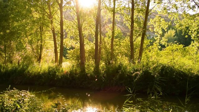 Evening sunlight filters through the trees in a forest creating sparkles on the surface of a river