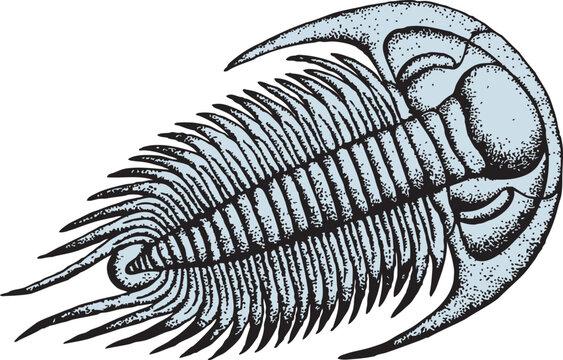 Trilobite