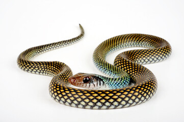 Speckled racer // Perlnatter (Drymobius margaritiferus)