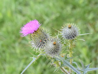 The spear thistle Cirsium vulgare flowering pink flower