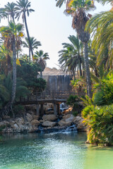 Landscape of palm trees and ponds in the El Palmeral park in the city of Alicante