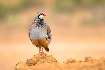 Red Legged Partridge Standing Guard