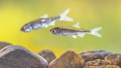 Sunbleak or belica freshwater fish