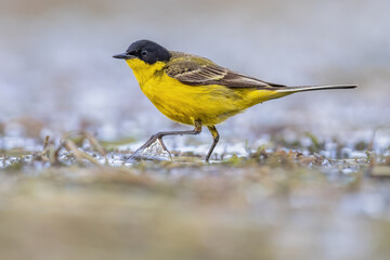 Western Yellow Wagtail bird foraging in lake