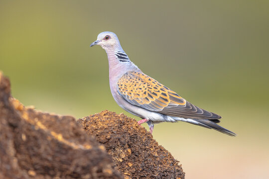 Turtle dove perched on ground alert