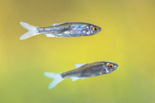 Sunbleak or belica freshwater fish