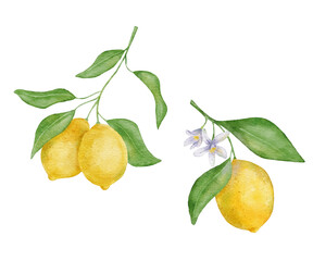 Lemon fruit with leaves and flower. Hand draw watercolor illustration isolated on white background