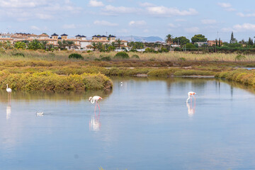 Salinas de Santa Pola Observatory, a group of beautiful pink flamingos in the lagoon