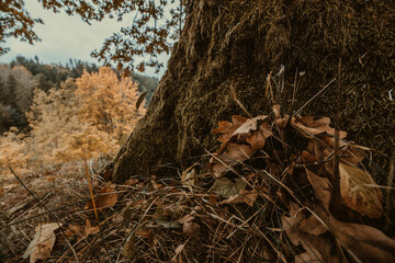 tree in the forest