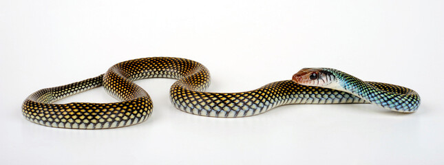 Fototapeta premium Speckled racer // Perlnatter (Drymobius margaritiferus)