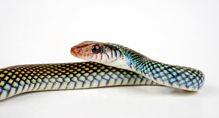 Perlnatter // Speckled racer /(Drymobius margaritiferus)