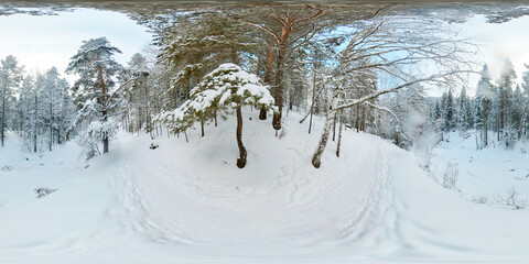 360 degree winter forest