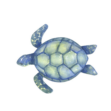 Blue and green watercolor swimming turtle on white background. Hand drawn illustration ocean or underwater animal