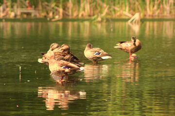 Ducks on the lake on an autumn day.