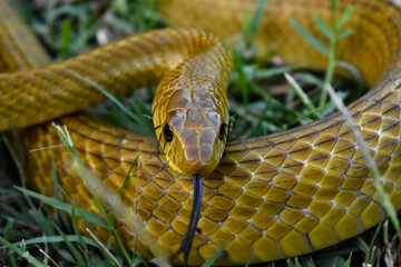 Rat snake