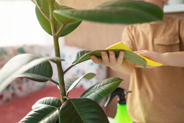 care for a house plant, the child takes care of ficus and wipes green leaves from dust. 