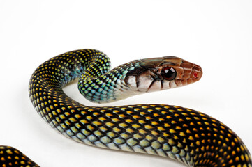 Speckled racer // Perlnatter (Drymobius margaritiferus)