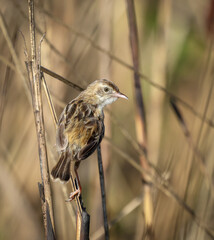 zitting cisticola or streaked fantail warbler is a widely distributed Old World warbler.