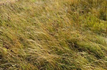 Dry grass and green trees in the autumn season