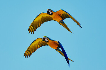 Blue and yellow macaw couple fliying on blue sky