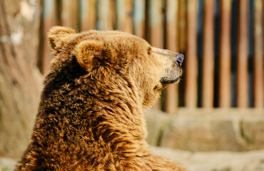 Brown bear calm on sunset time in zoo