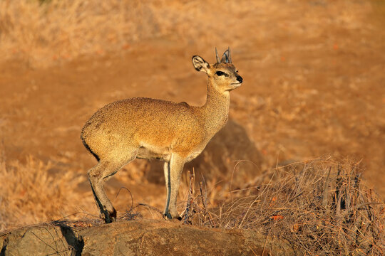 A small klipspringer antelope (Oreotragus oreotragus) on a rock, Kruger National Park, South Africa.