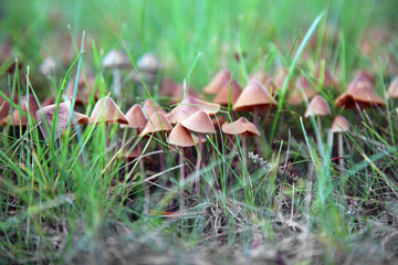Braune Pilze im Gras