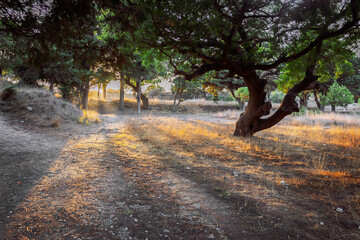 Fototapeta premium Colorful sunset in park with ancient trees in orange rays of sun, Rhodes, Greece. High quality photo