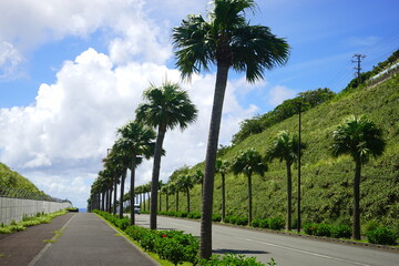 Hachijo-jima Airport Street surrounded by Palm Tree in Tokyo, Japan - 日本 東京...