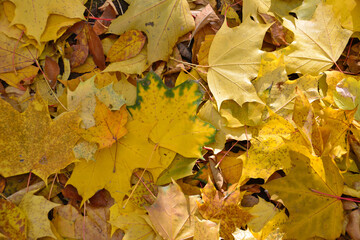 yellow autumn leaves covering the ground, close-up
