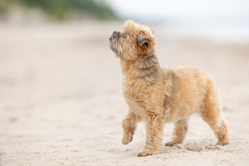 Adorable small Shih Tzu/Yorkie cross dog, standing on a sandy beach with it's one paw up, pointing