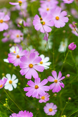 コスモスの咲く丘