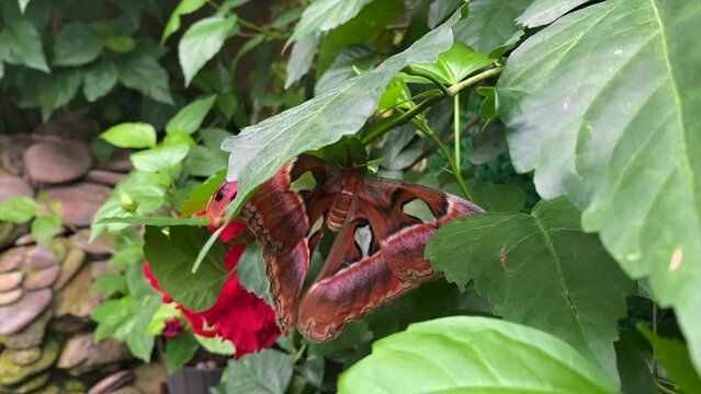 The largest butterfly in nature. Coscinocera hercules.
