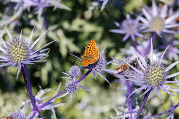 Beautiful Orange Butterfly and Bees over Eryngium Alpinum, the alpine sea holly, alpine eryngo or queen of the Alps an herbaceous perennial plant in the family Apiaceae