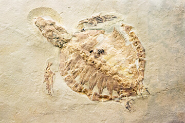 Fossil of a prehistoric turtle
