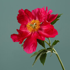 Red peony flower with yellow center isolated on green background.