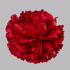 Beautiful red peony isolated on a gray background.