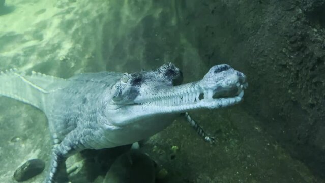 Stunning 4K Macro Footage of a Crocodile Swimming Gracefully Underwater. Stock Video 