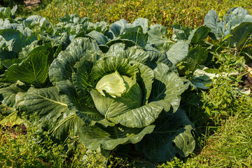 Fresh organic cabbage in the garden. Head of white cabbage in the garden.