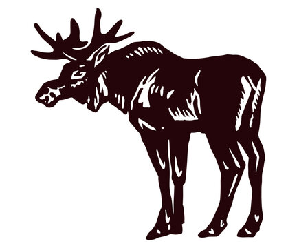 Bull moose - Vector illustration