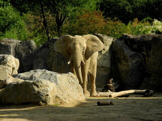 Afrikanischer Elephant im Zoo