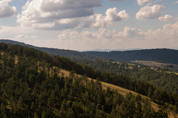 Aerial view of golden pine forest at Zlatibor mountain in Serbia, shot from gondola or cable car. Scenic view of Zlatibor mountain.