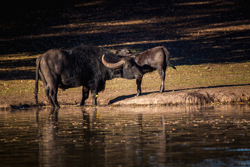 buffalo Hungarian cattle portrait in nature