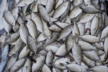 Fine spotted rabbitfish or spinefoot in Indonesian is called Bawis fish which is sold in traditional fish markets