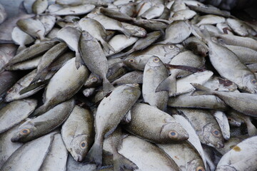 Fine spotted rabbitfish or spinefoot in Indonesian is called Bawis fish which is sold in traditional fish markets