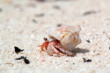 Hermit crab looks out of the shell and crawls away . Marine arthropods in the wild.